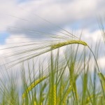 abib barley