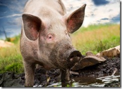 pig in mud