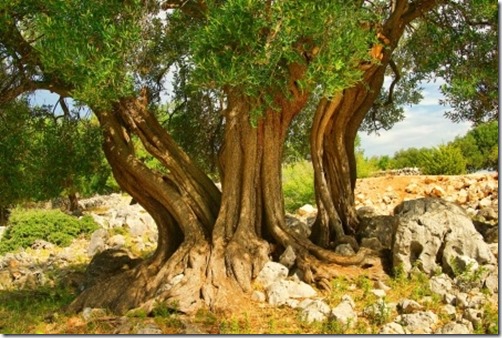 olive tree_small