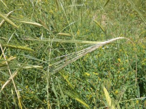 Barley in Jerusalem